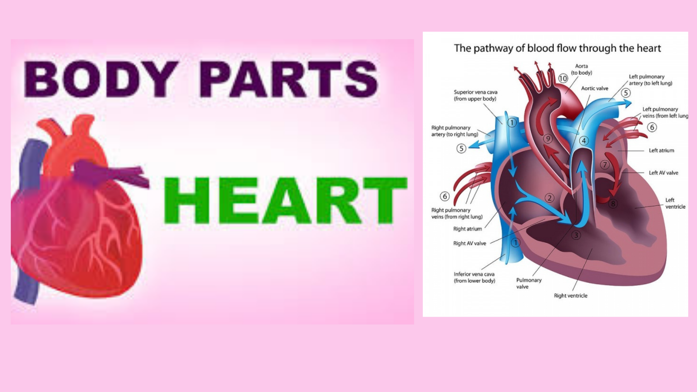 how does blood flow through the heart step by step